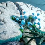 Conceptual illustration of Selank molecules interacting with neural pathways for cognitive support in aging brains, with a realistic, high-resolution design