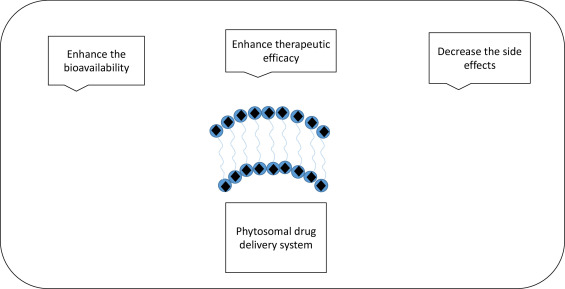 curcumin phytosome bioavailability