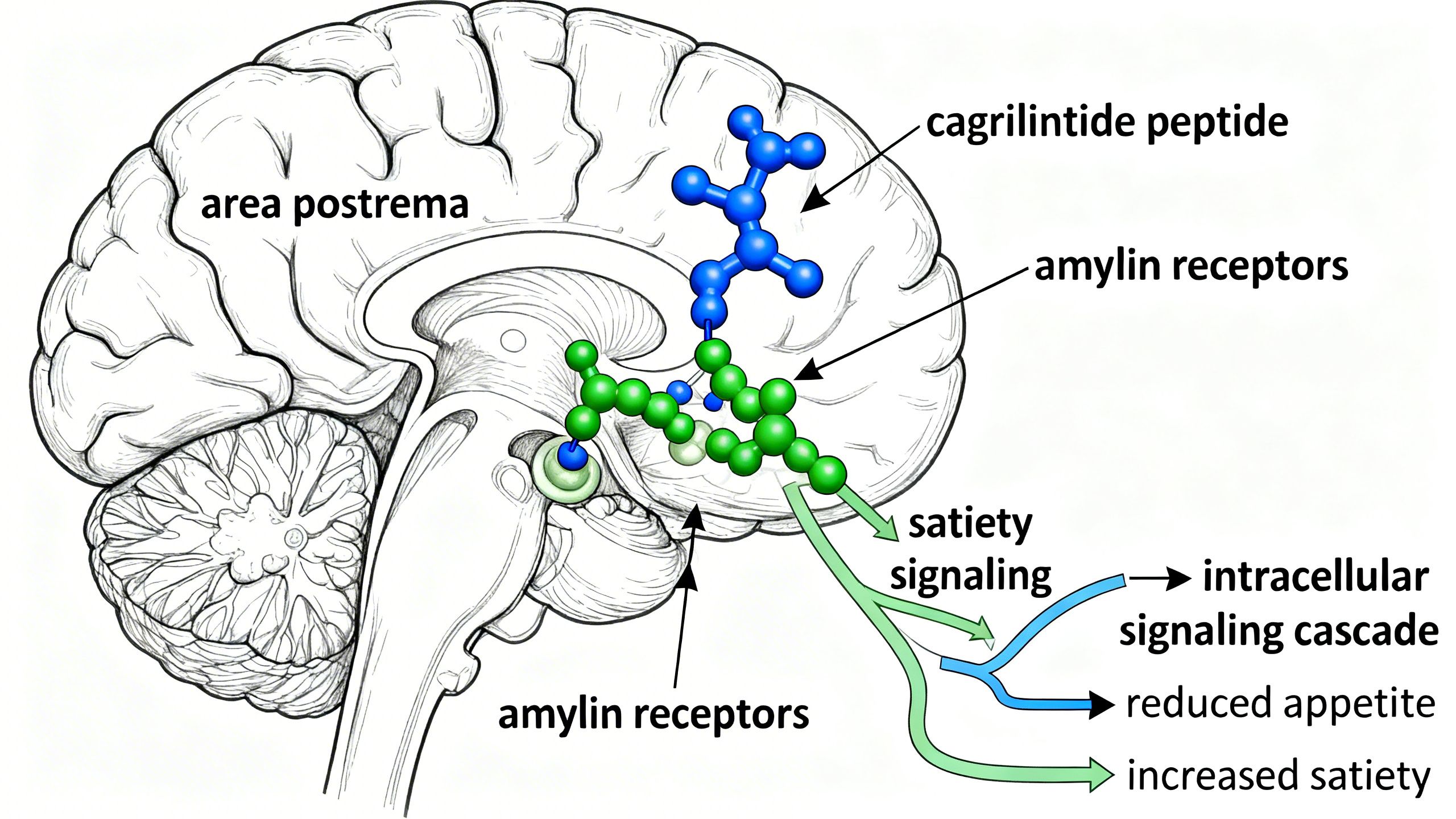 what is cagrilintide peptide