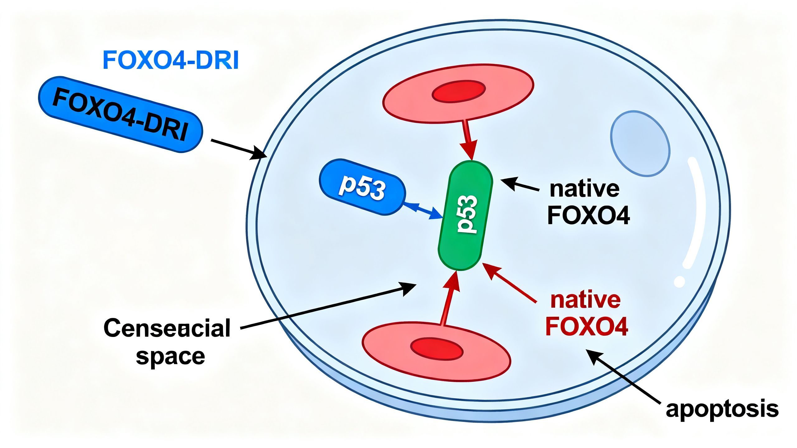 A diagram showing the FOXO4-DRI peptide entering a senescent cell and binding to the p53 protein, preventing the native FOXO4 from binding and thus triggering apoptosis.