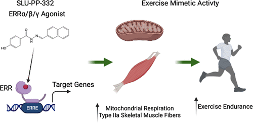 slu-pp-332 peptide research